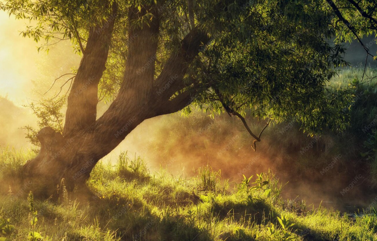 Morning grove